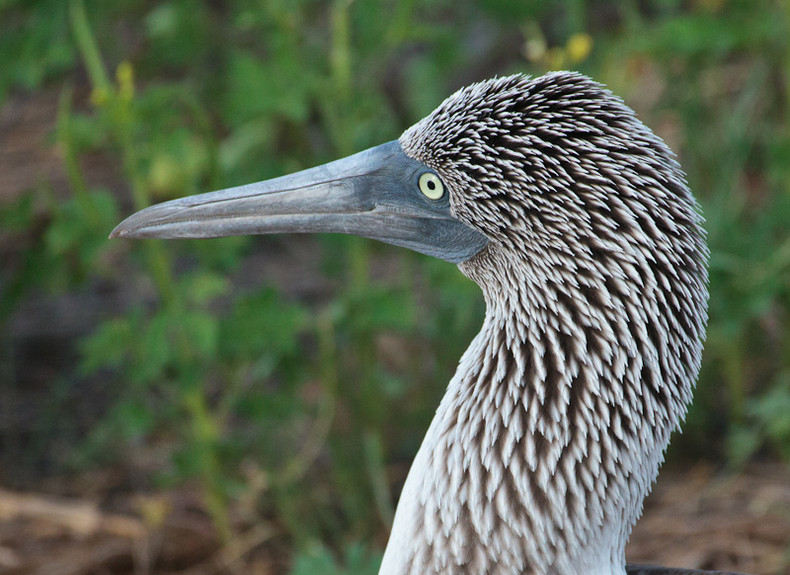 Blue-footed Boobie