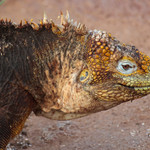 Land Iguana