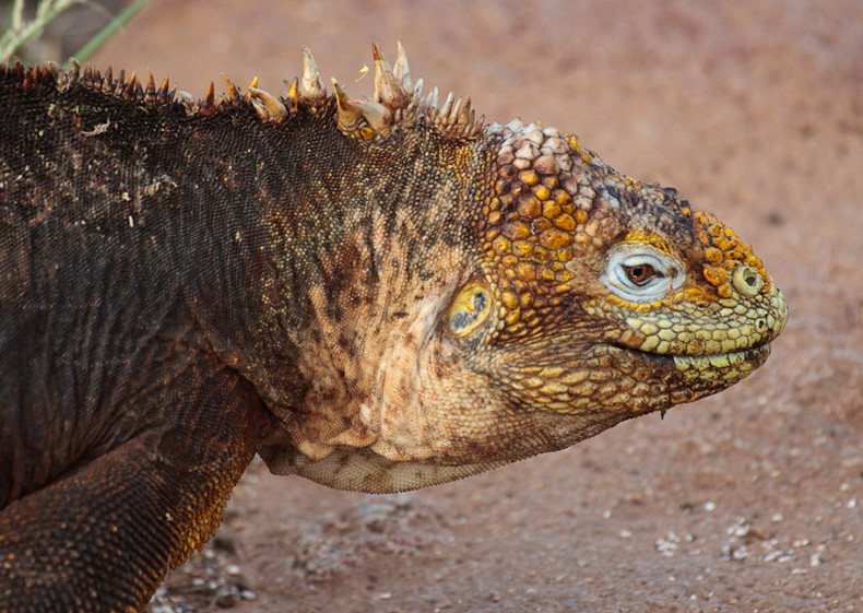 Land Iguana