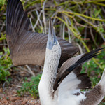 Blue-footed Boobie