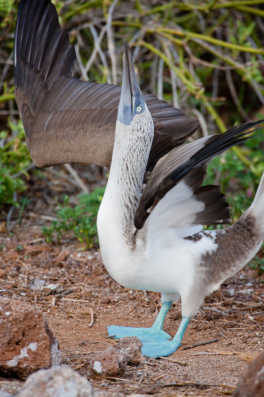 Blue-footed Boobie