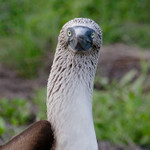 Blue-footed Boobie