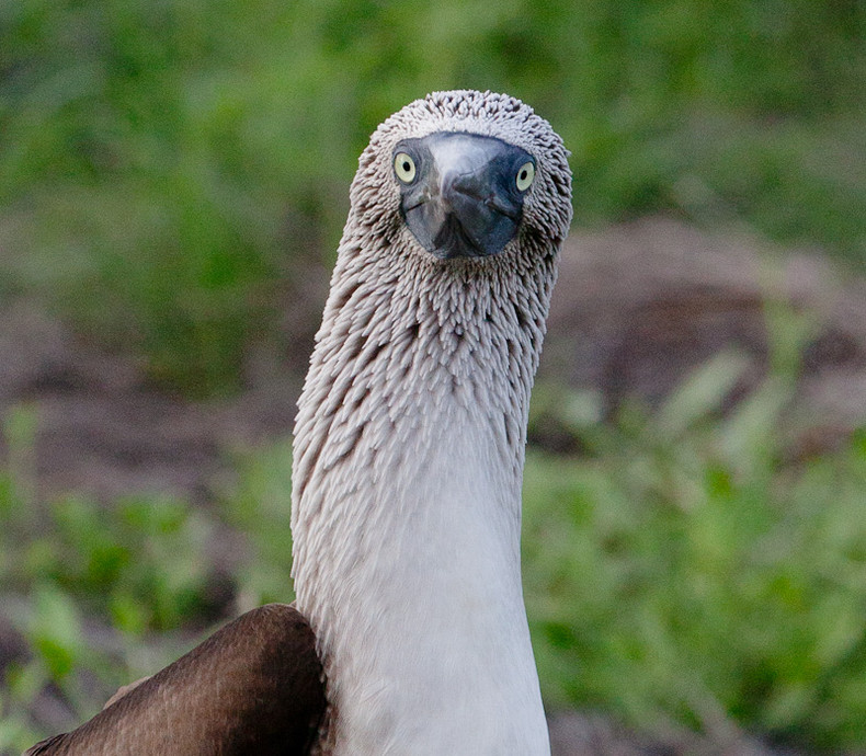 Blue-footed Boobie