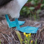 Blue-footed Boobie