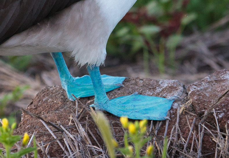 Blue-footed Boobie