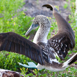 Blue-footed Boobie