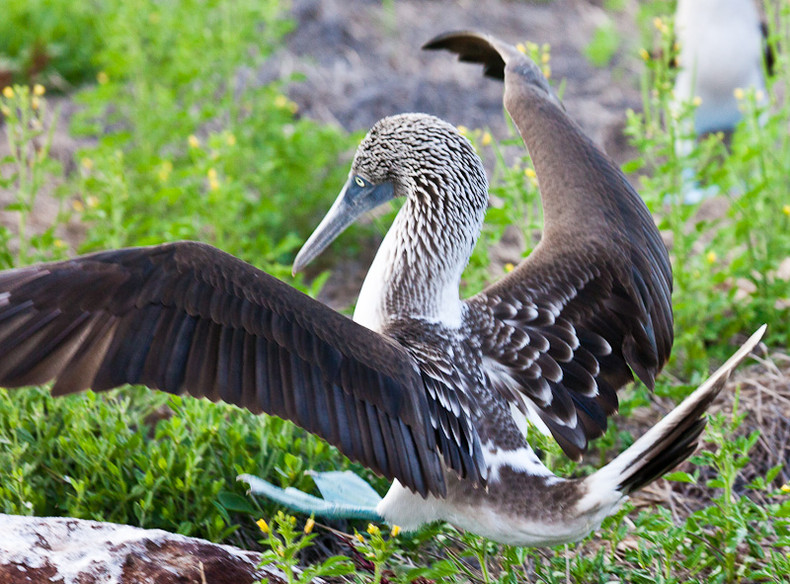 Blue-footed Boobie