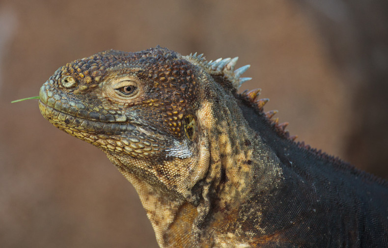 Land Iguana