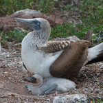 Blue-footed Boobie