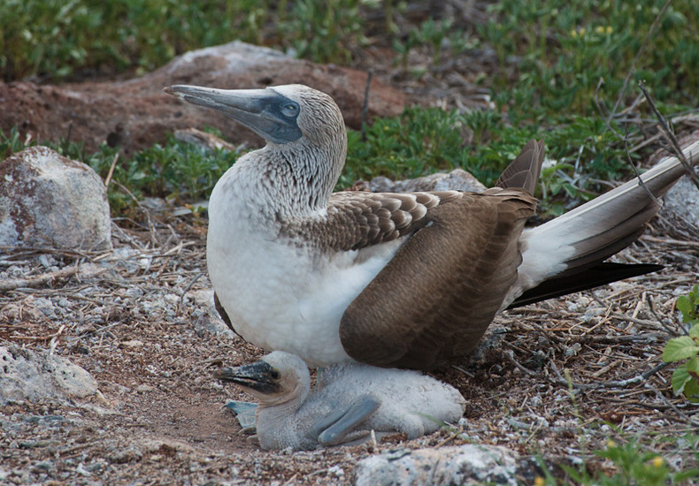 Blue-footed Boobie