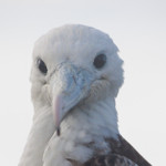 Frigate Bird