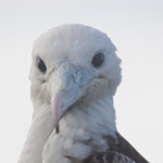 Frigate Bird