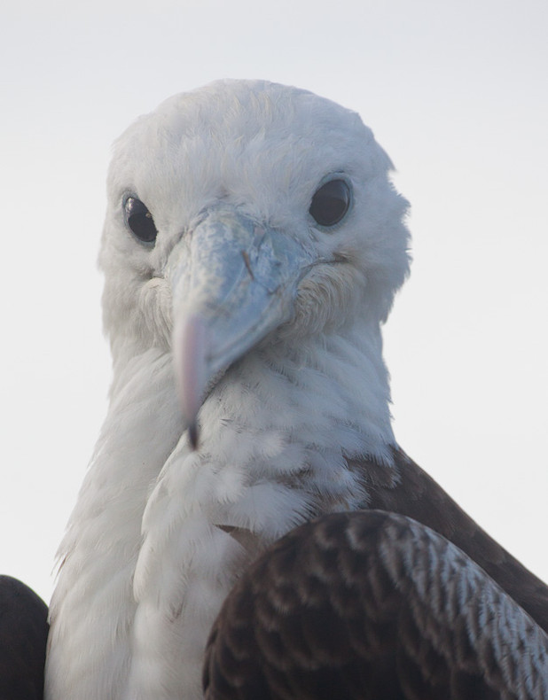 Frigate Bird