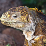 Land Iguana