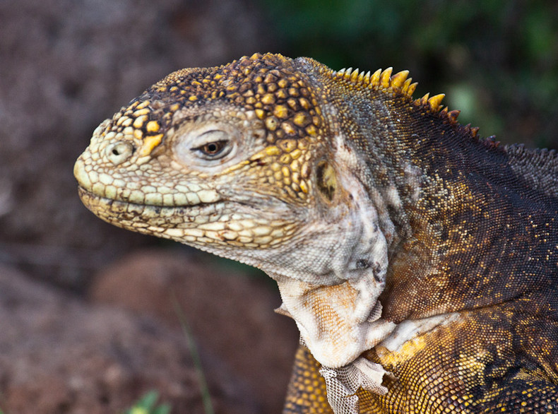 Land Iguana