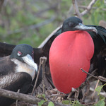 Frigate Bird