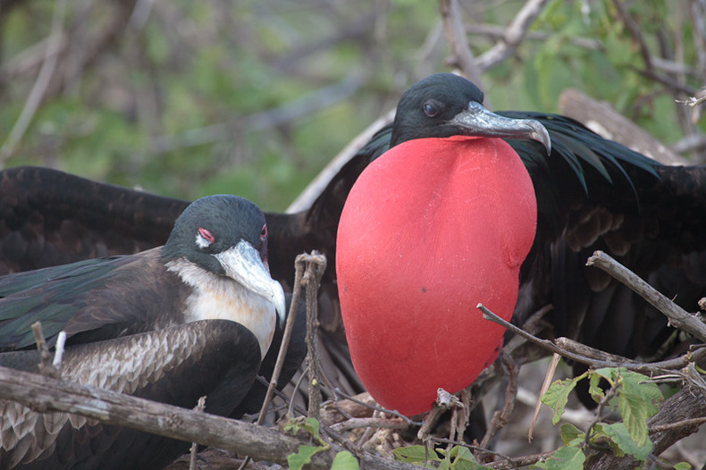 Frigate Bird