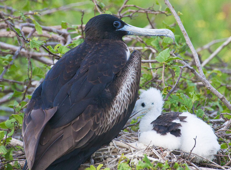 Frigate Bird