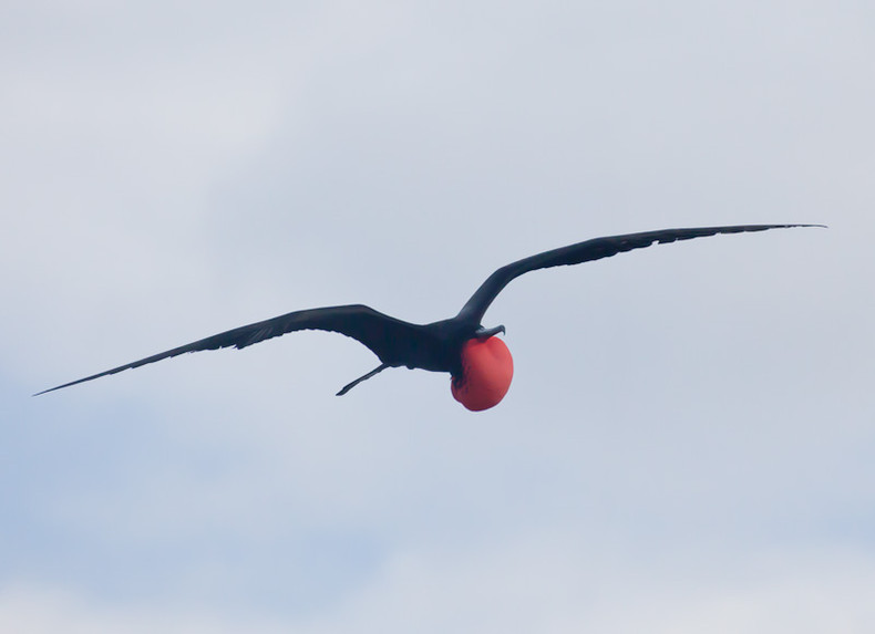 Frigate Bird