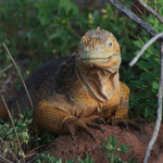 Land Iguana