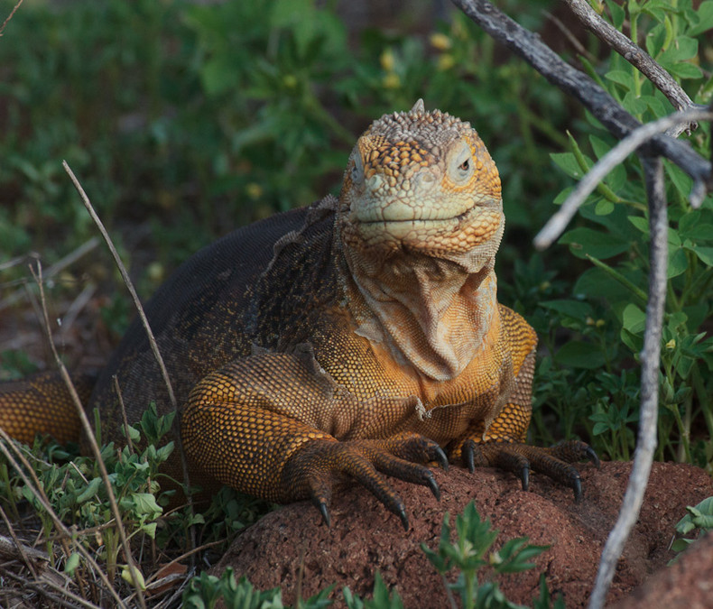 Land Iguana