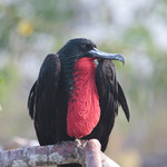 Frigate Bird