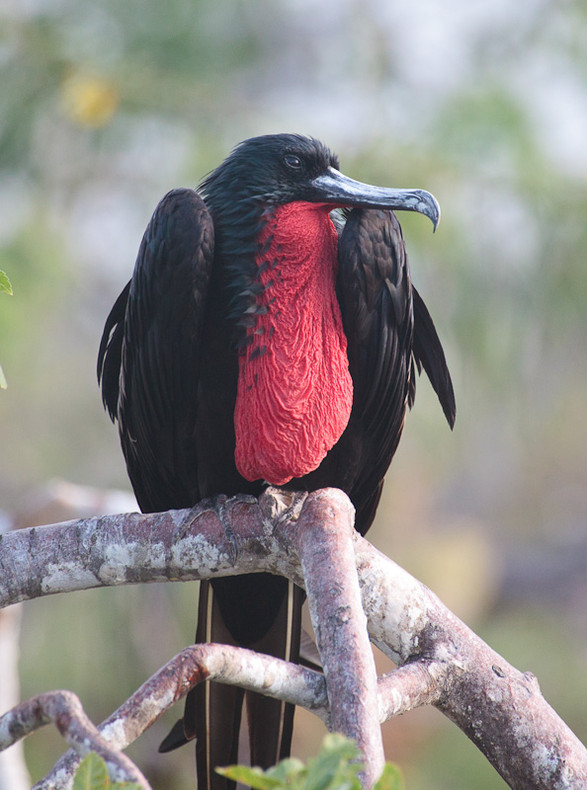 Frigate Bird