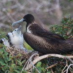 Frigate Bird