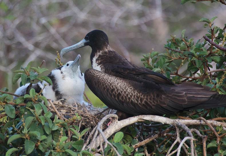 Frigate Bird