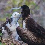 Frigate Bird