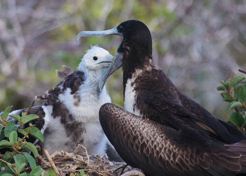 Frigate Bird