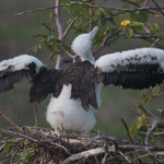 Frigate Bird