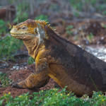 Land Iguana