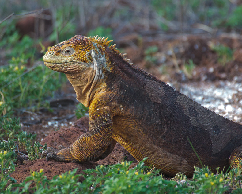 Land Iguana