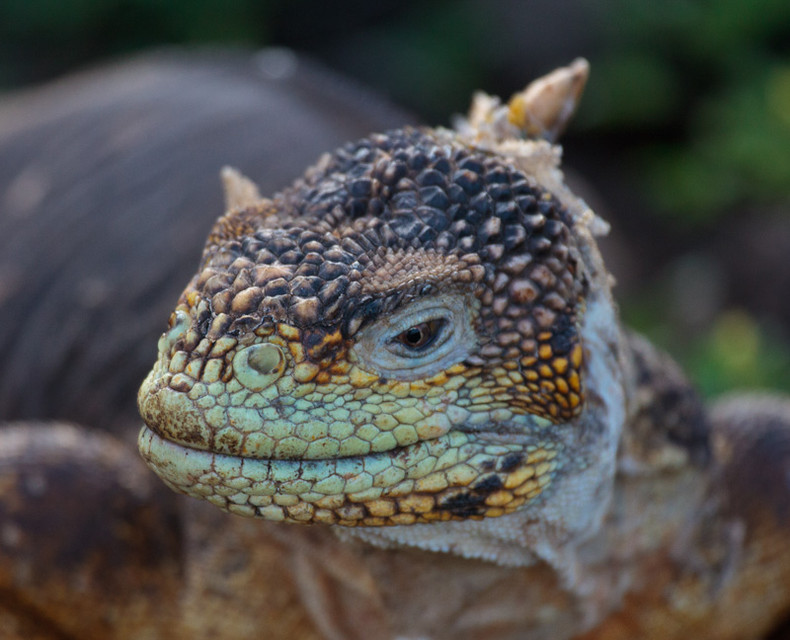 Land Iguana