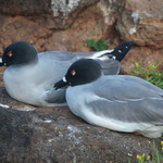 Swallow-tailed Gull