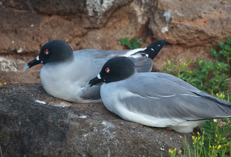 Swallow-tailed Gull