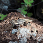 Lava lizard