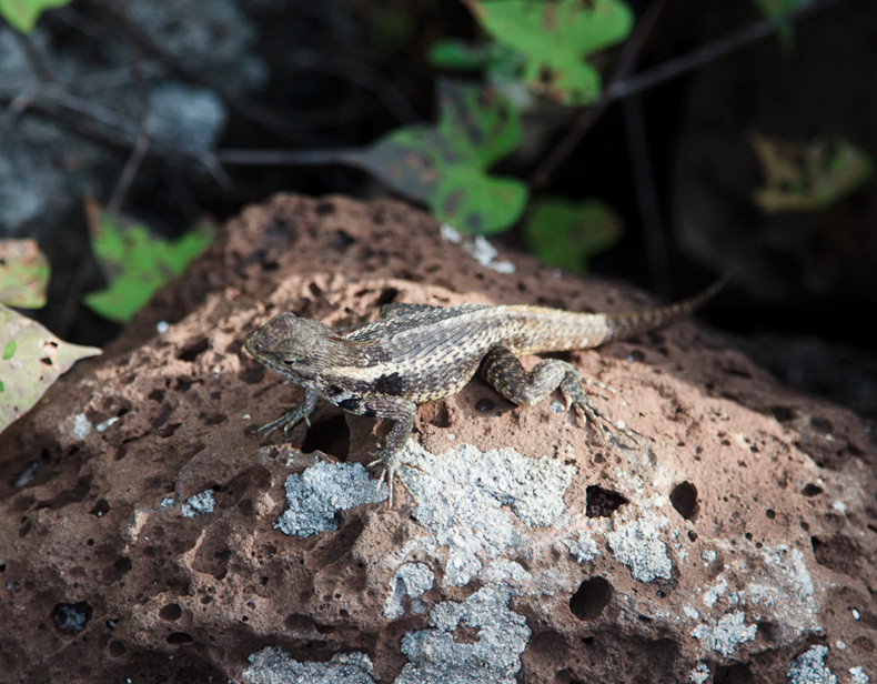 Lava lizard