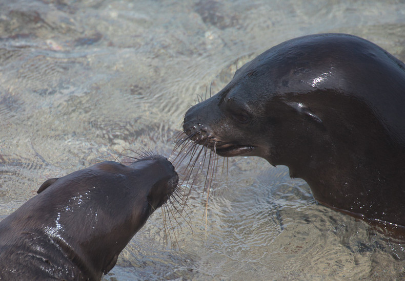 Sea lion