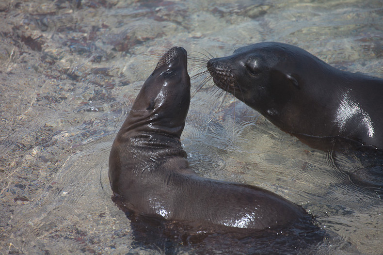 Sea lion