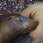 Sea lion