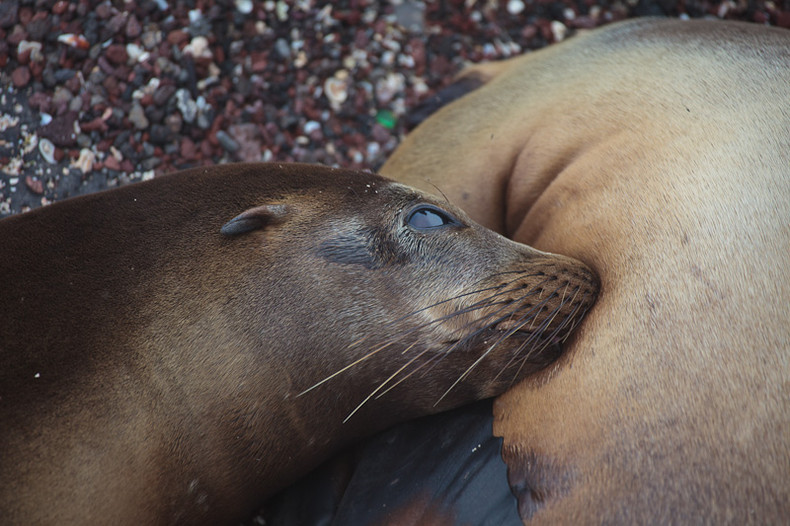 Sea lion