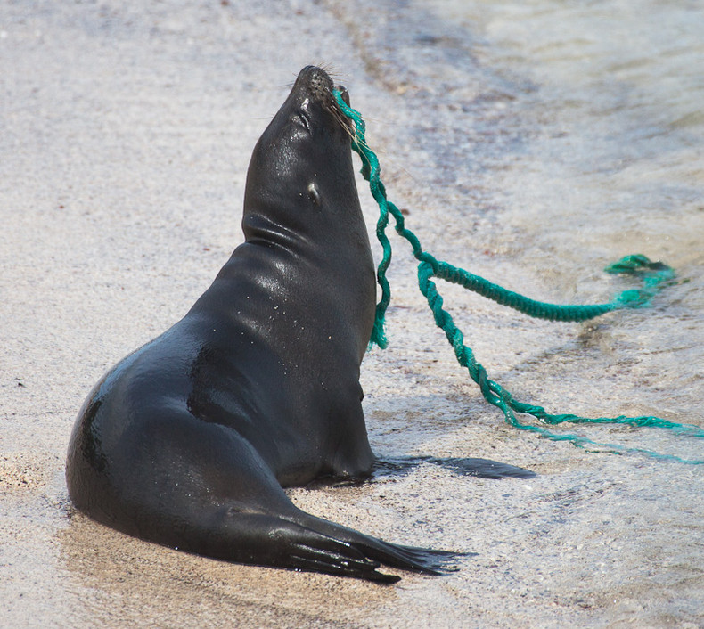 Sea lion