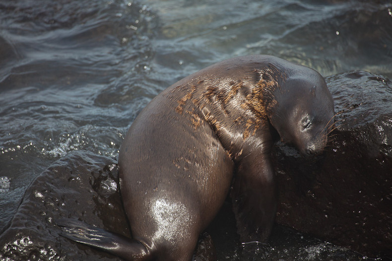 Sea lion