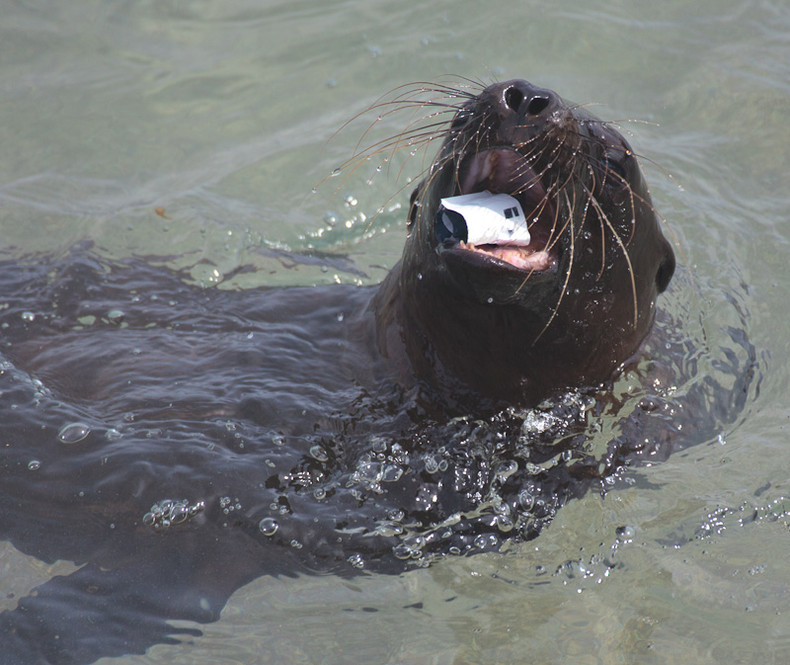 Sea lion