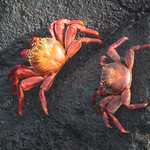 Sally Lightfoot Crab