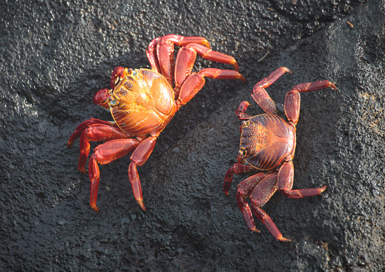 Sally Lightfoot Crab