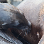 Sea lion