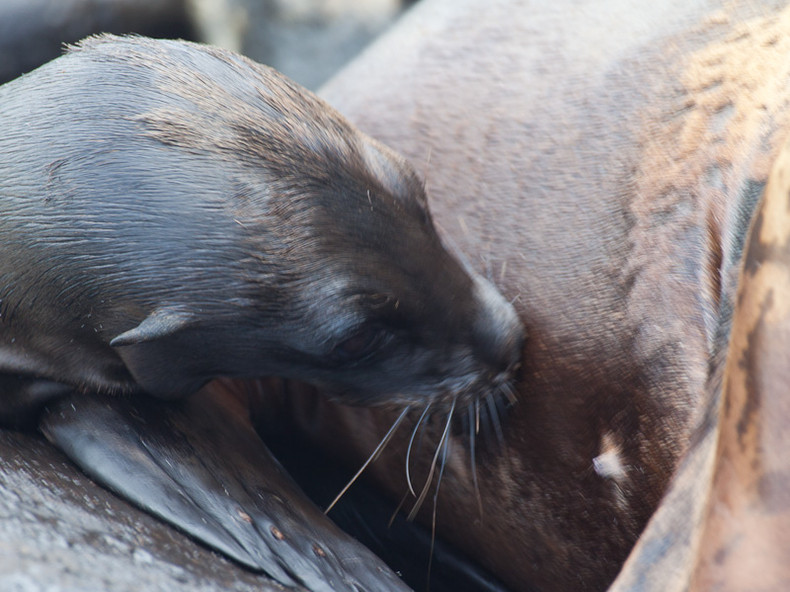 Sea lion